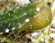 Photo: B. & S. Koretz. Eilat, 22m. March 2005; see note in Sea Slug Forum
